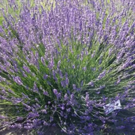 Lavanda Phenomenal
