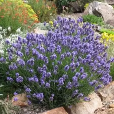 Lavanda Purple