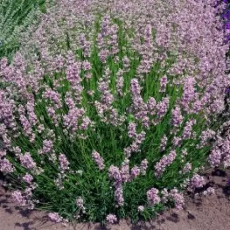 Lavanda Roz