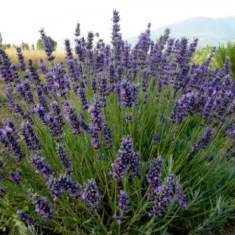 Lavanda Violet