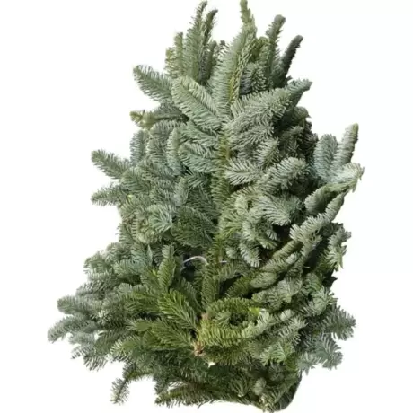 Legatura de Cetina din Brad Nobilis 3 Kg