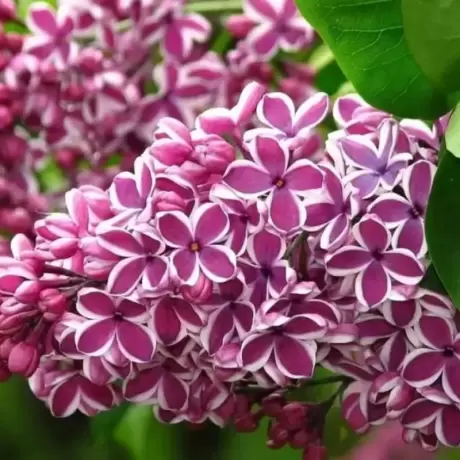 Liliac Double Color la Ghiveci