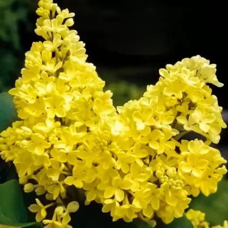 Liliac Galben la Ghiveci
