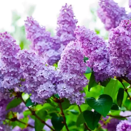 Liliac Pink la Ghiveci
