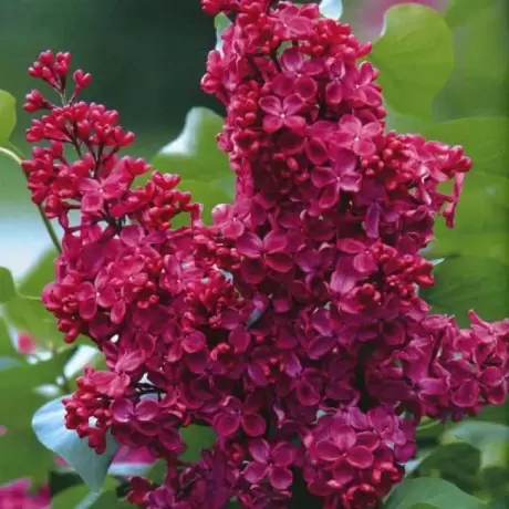 Liliac Violet la Ghiveci