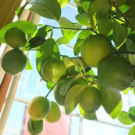 Lămâi Verde Mexican Lime Cu Fruct la Livrare la Ghiveci