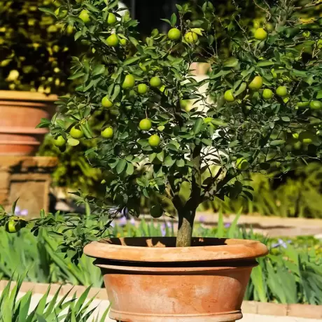 Lămâi Verde Mexican Lime Cu Fruct la Livrare la Ghiveci