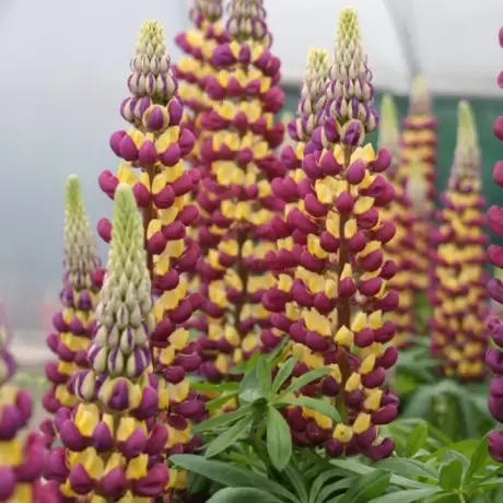 Lupin - Manhattan Lights la Ghiveci