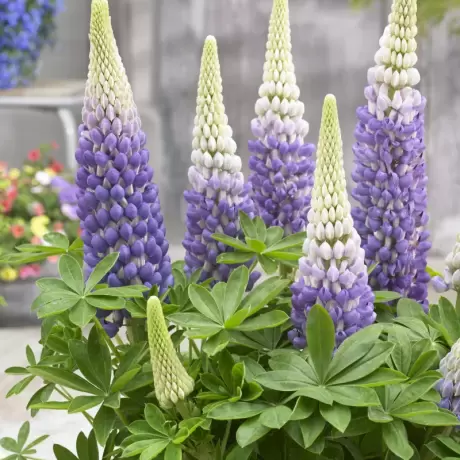 Lupin - Persian Slipper la Ghiveci