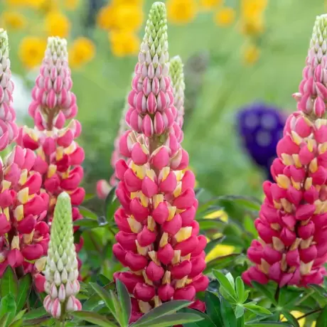 Lupin - Tequila Flame la Ghiveci