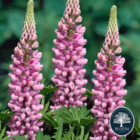 Lupin - Pink la Ghiveci
