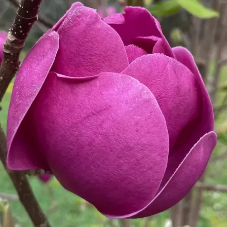 Magnolia Black Tulip la Ghiveci
