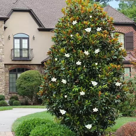 Magnolia Grandiflora la Ghiveci