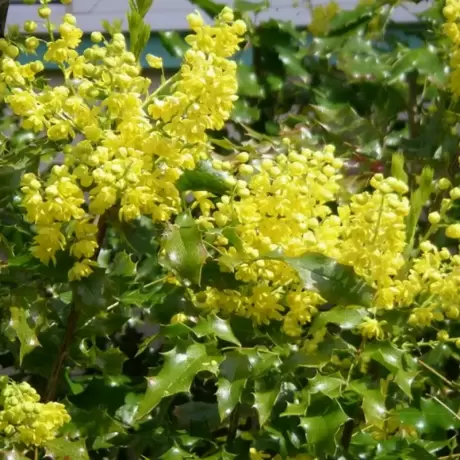 Mahonia Aguifolium la Ghiveci