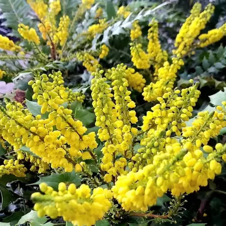 Mahonia Aguifolium la Ghiveci