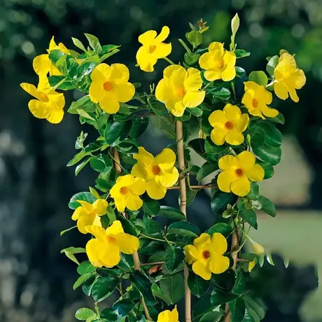Mandevilla Yellow la Ghiveci