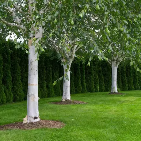 Mesteacan - Betula Pendula la Ghiveci