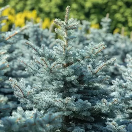 Molid argintiu (Picea pungens Super Blue Seedling) la Ghiveci