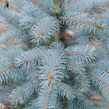 Molid Argintiu Globular - Picea Pungens Glauca Globosa la Ghiveci