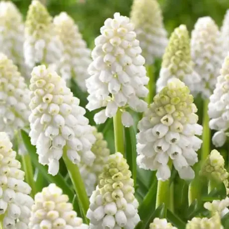 Bulbi de Muscari Alba