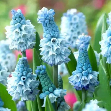 Bulbi de Muscari Azureum