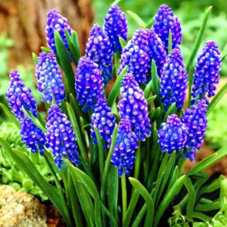 Bulbi de Muscari Dark Eyes