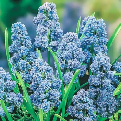 Bulbi de Muscari Fantasy Creation