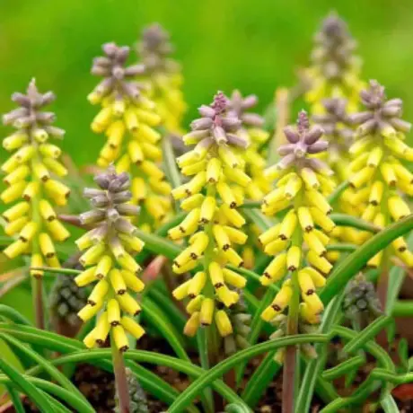 Bulbi de Muscari Golden Fragrance
