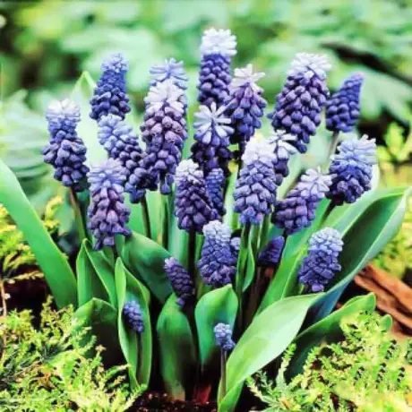 Bulbi de Muscari Latifolium