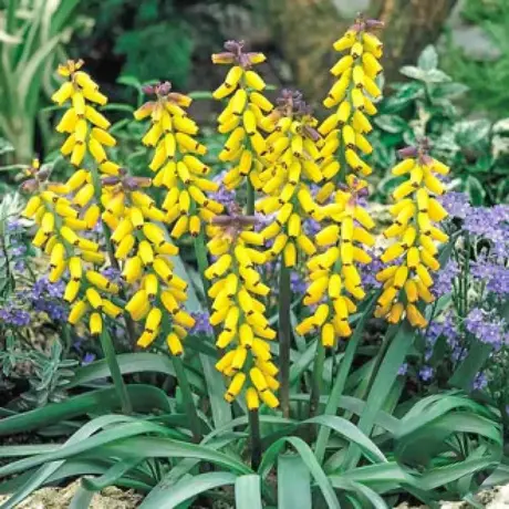 Bulbi de Muscari Macrocarpum