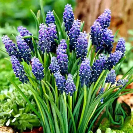 Bulbi de Muscari Neclectum