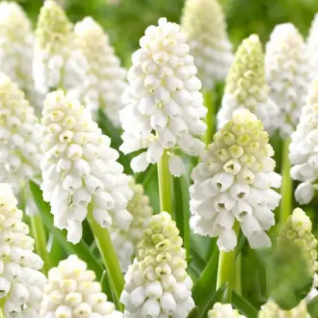 Bulbi de Muscari White Magic