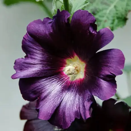 Nalba Purple Rain