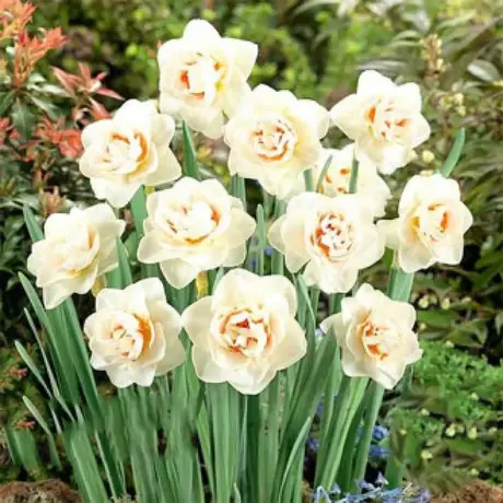 Bulbi de Narcise Flowe Parade