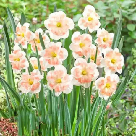 Bulbi de Narcise Pink Wonder