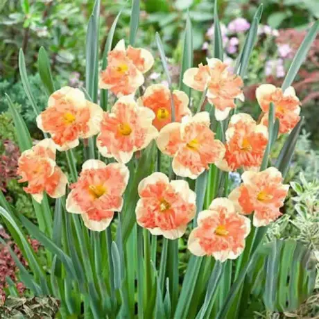 Bulbi de Narcise Vanilla Peach