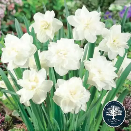 Bulbi de Narcise White Medal