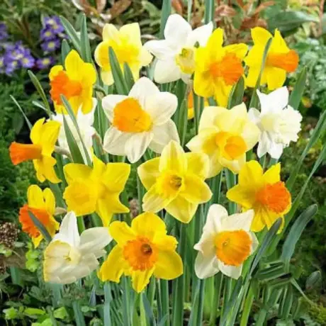 Bulbi de Narcise trumpet mix colors