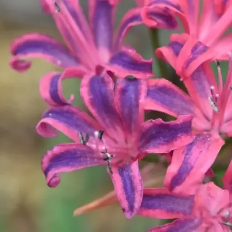 Bulbi de Nerine Bicolor