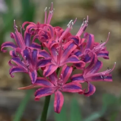Bulbi de Nerine Violet Queen