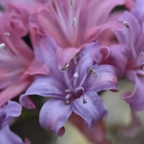 Bulbi de Nerine Violet
