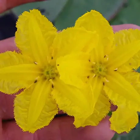 Nufăr Nymphoides Peltata
