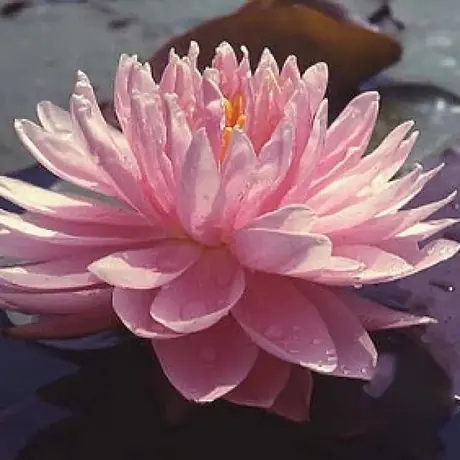 Nufăr lily pons