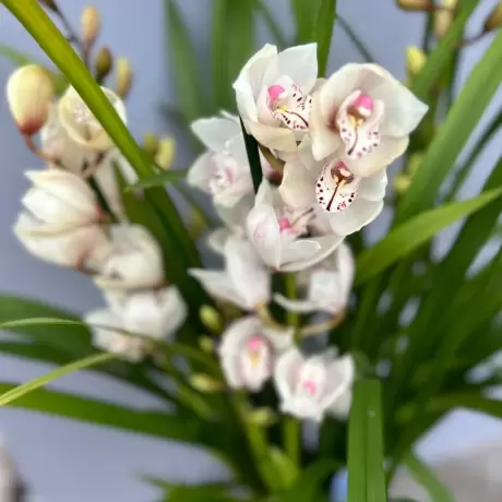 Orhidee Cymbidium - Alba la Ghiveci