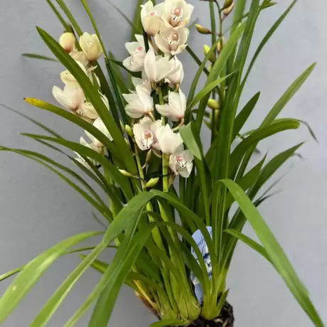Orhidee Cymbidium - Alba la Ghiveci