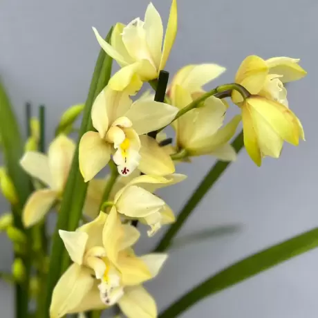 Orhidee Cymbidium - Galbena la Ghiveci
