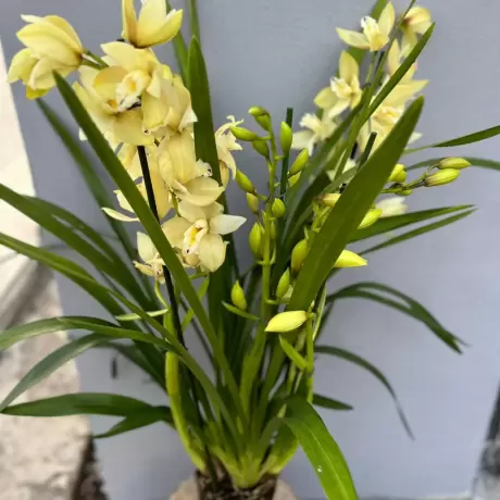 Orhidee Cymbidium - Galbena la Ghiveci
