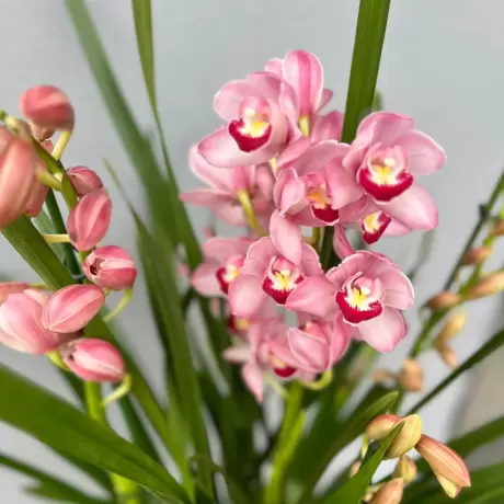 Orhidee Cymbidium - Roz la Ghiveci