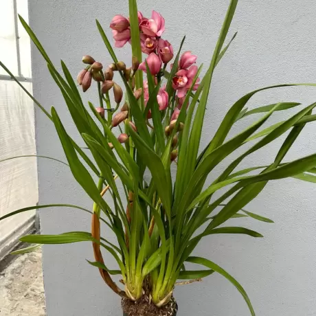 Orhidee Cymbidium - Ivone la Ghiveci