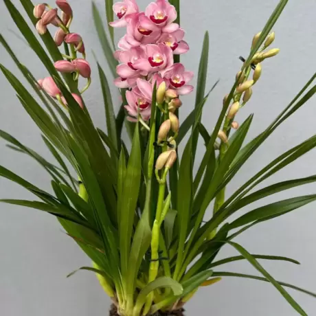 Orhidee Cymbidium - Roz la Ghiveci